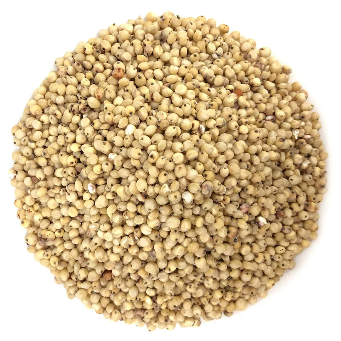 Premium Quality White Sorghum Organic Grains Made in Italy 1000Kg
