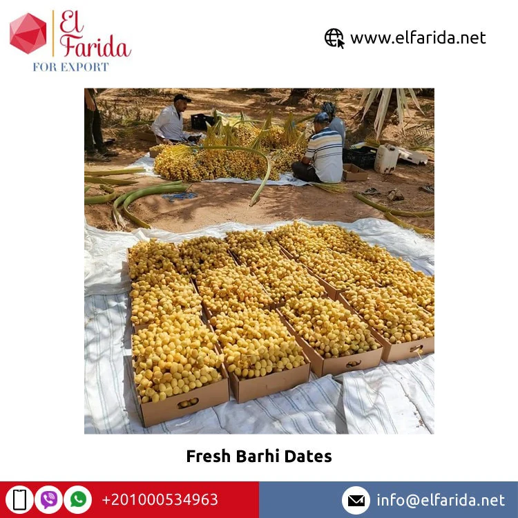 Sweet Delicious Taste Superior Quality 100% Natural Fresh Fruit Barhi Dates/ Fresh Dates Barhi from Egypt Origin Supplier