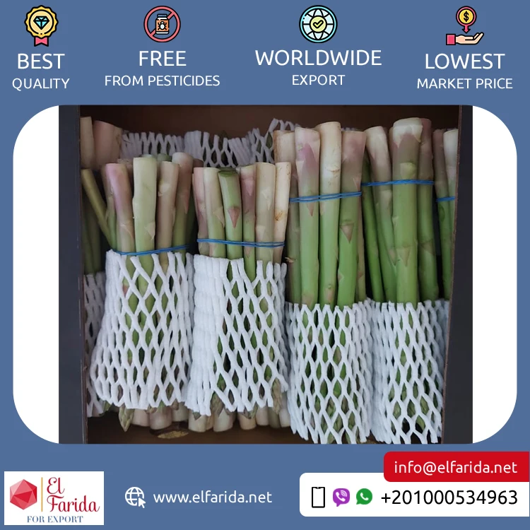 Leading Exporter of Premium Quality 100% Natural Green Fresh Vegetables Asparagus for Bulk Purchase