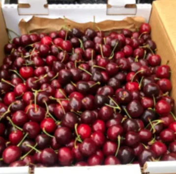 Fresh Cherries, juicy cherries 100% pure and natural