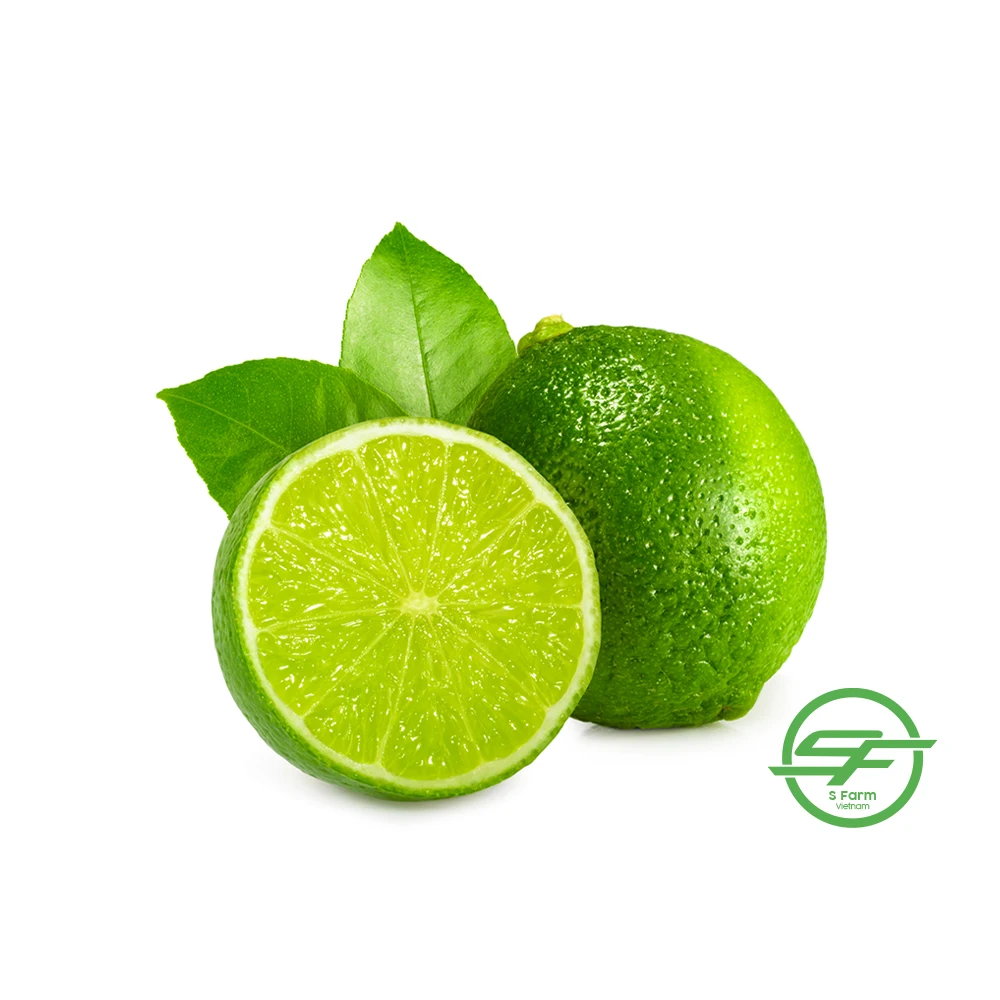 Fresh Lime / Lemon Seedless / lime Seedless for export in bulk