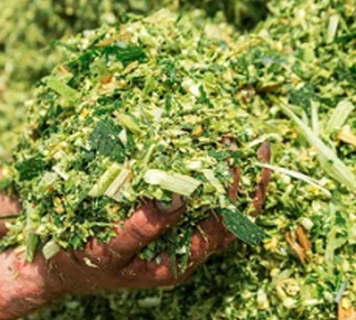 Wholesale High Quality Corn(Maize) Silage animal feed rich of Proteins and Calcium For Cows Horses and Buffalo Meal Silage