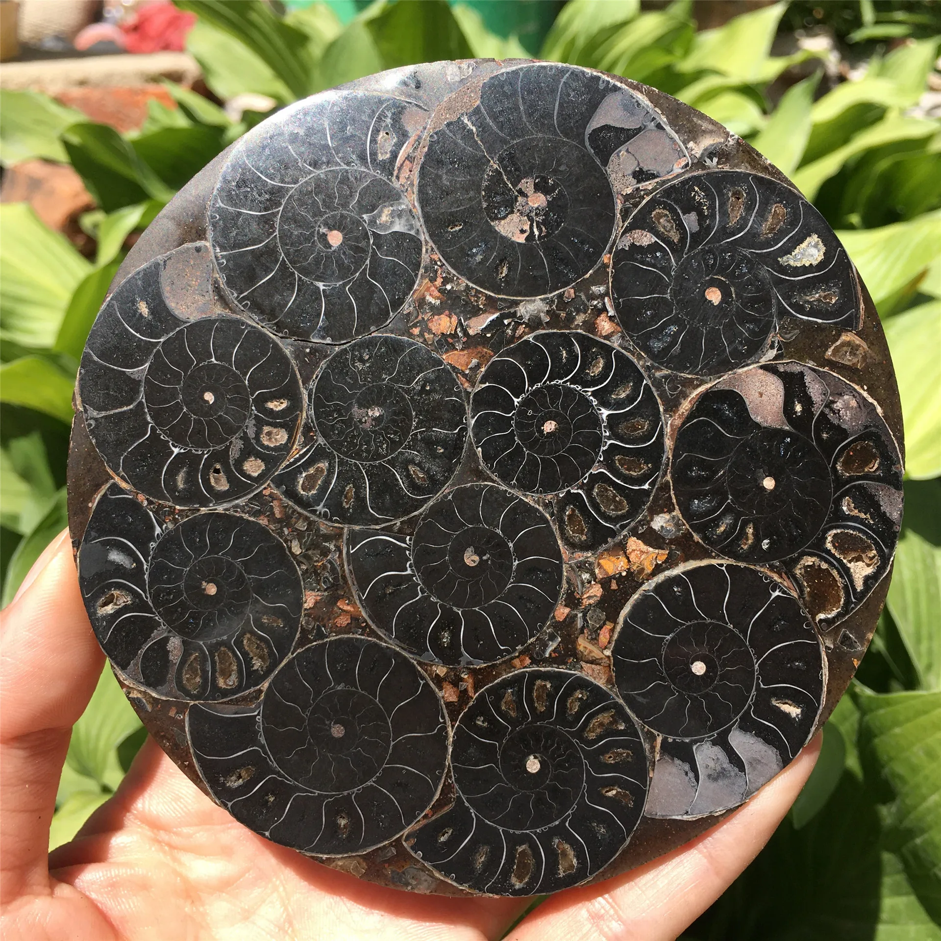 Ammonites biological fossils 11CM spiral disk collection decoration