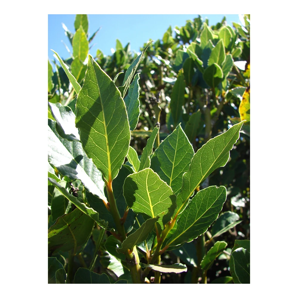 Extending Laurel Fence With Leaves Nice Screening Artificial Leaf Hedge Fence