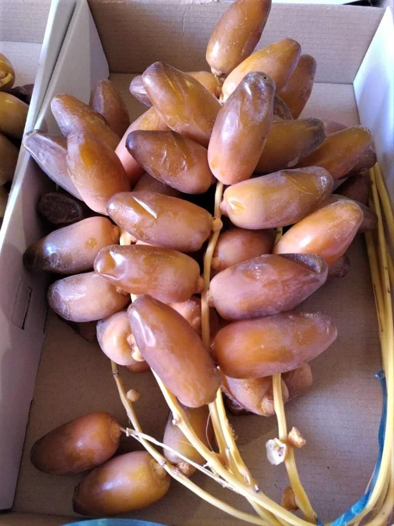 Ramzan Special Fresh Dates dry semi-dry and soft Deglet Noor Deglet Noor Dates Tunisia Dates in good price