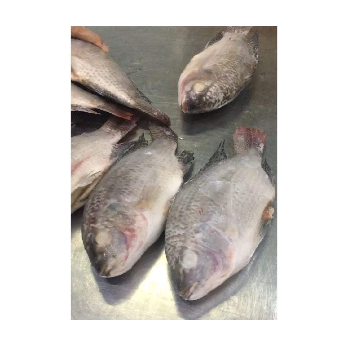 Good Grade Feature Natural Variety Weigh Package Custom Whole Shape Body Part wholesale tilapia fish Black Tilapia From Viet Nam