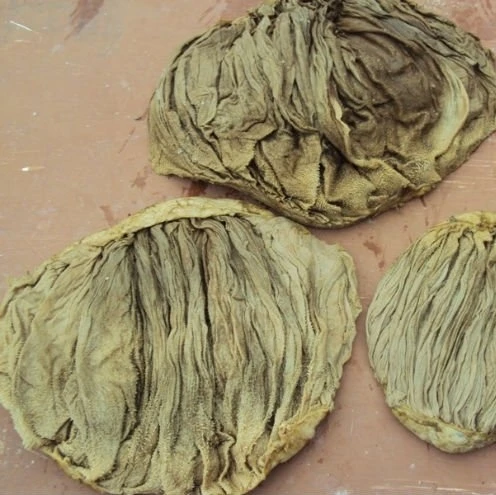 European best grade Fresh 500 tons Dry salted beef omasum / beef tripe beef omasum