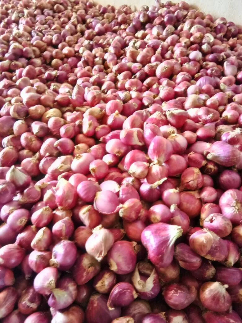Fresh Red Onion in reasonable pricing Big and Small Size Onion Fresh Vegetable Suppliers and Exporters In India