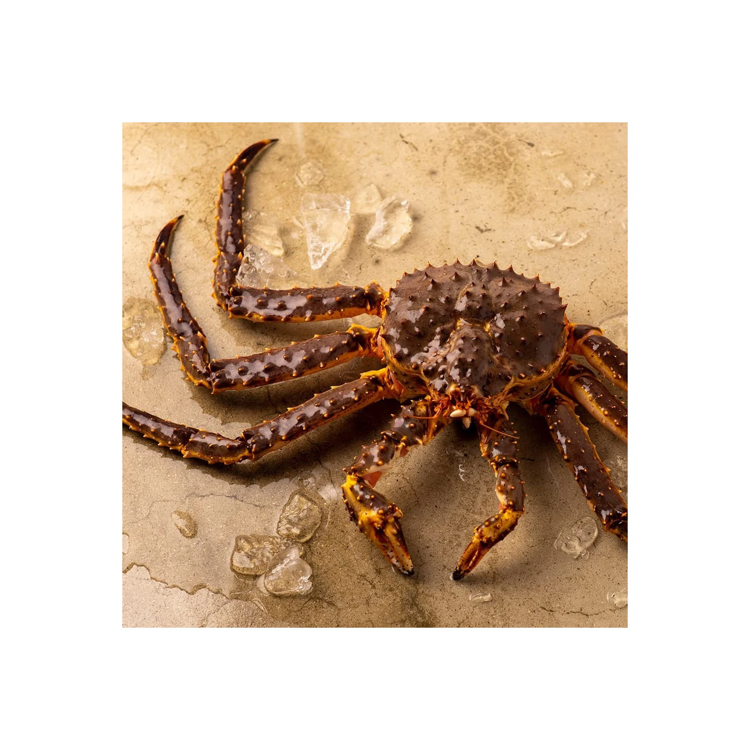 Quality Fresh Live Red King Crab Norwegian King Crab Alaskan King Crab/Buy  King Crab/Hot sales King Crab Legs