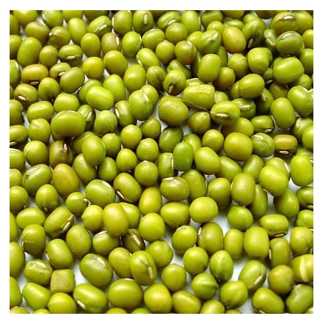 wholesale high quality moong dal 3.8mm big size vigna beans mung dal Sprouting Green mung beans