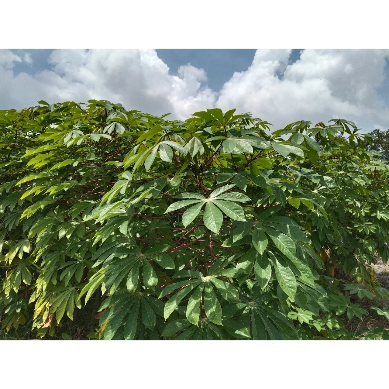Best Production Quality Food Application Frozen Cassava Leaves In Green With Various Weight Order Made In Vietnam
