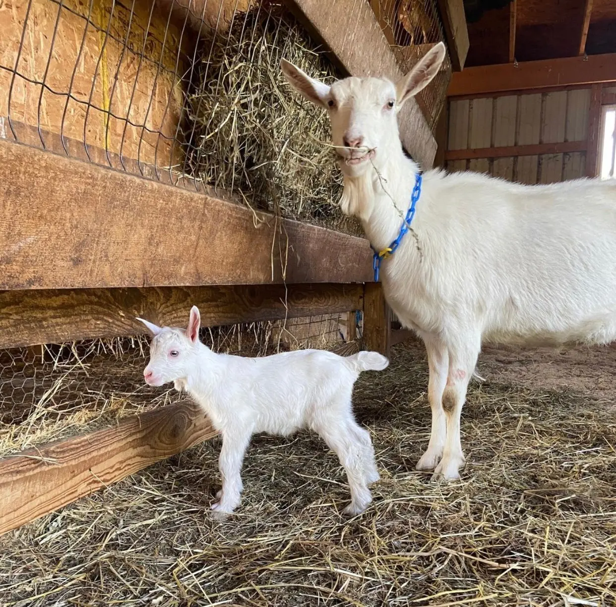 Козье мясо saзанен для продажи, козье мясо из Канады, высокое качество, в наличии, козья саанен, доступна для продажи по низкой цене