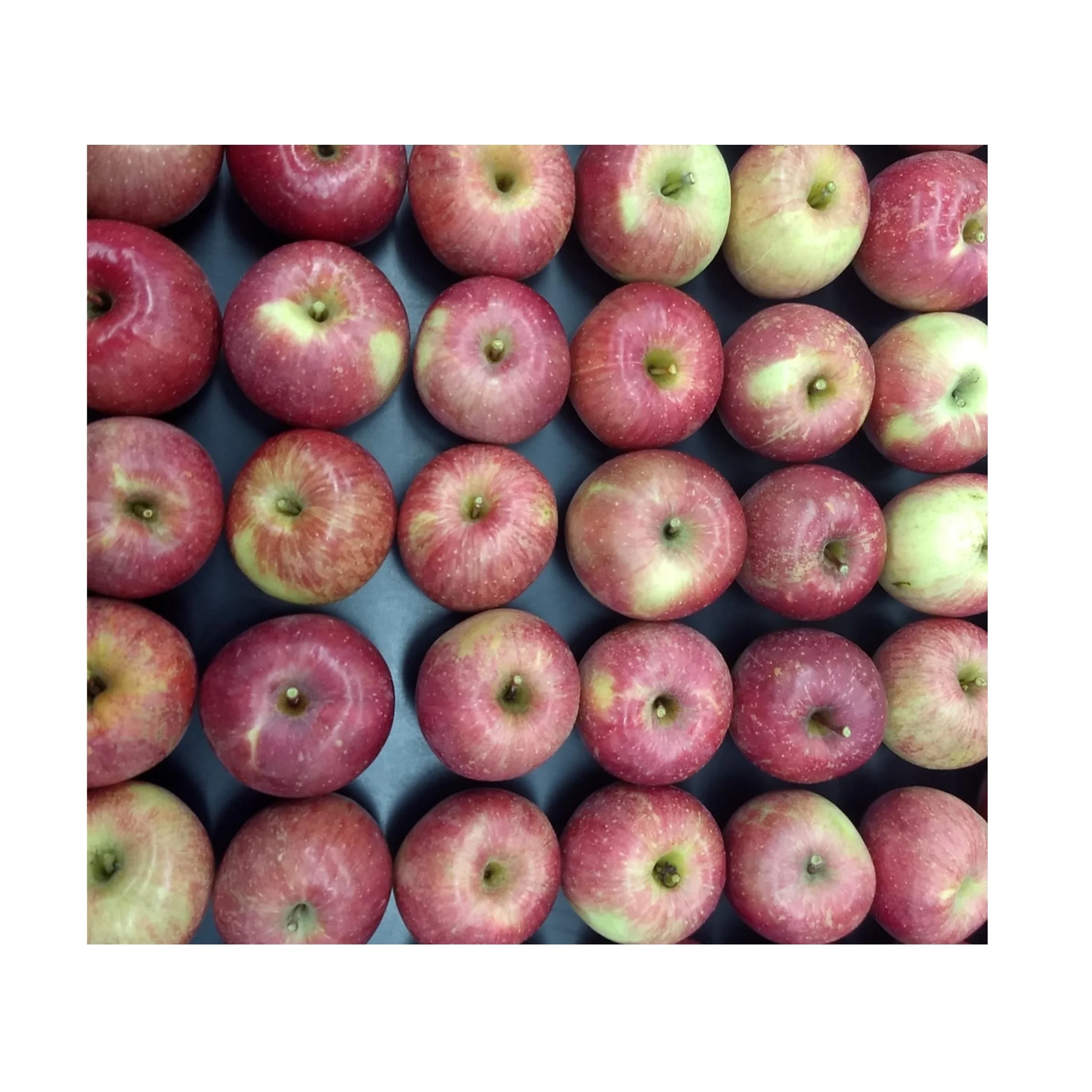 Fresh Fruit Apples Available at Cheapest Price In Bulk Stock