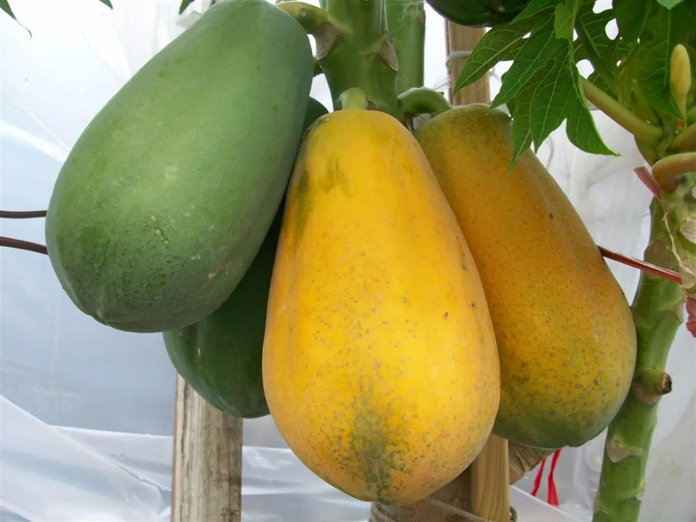 HIGH QUALITY FRESH PAPAYA