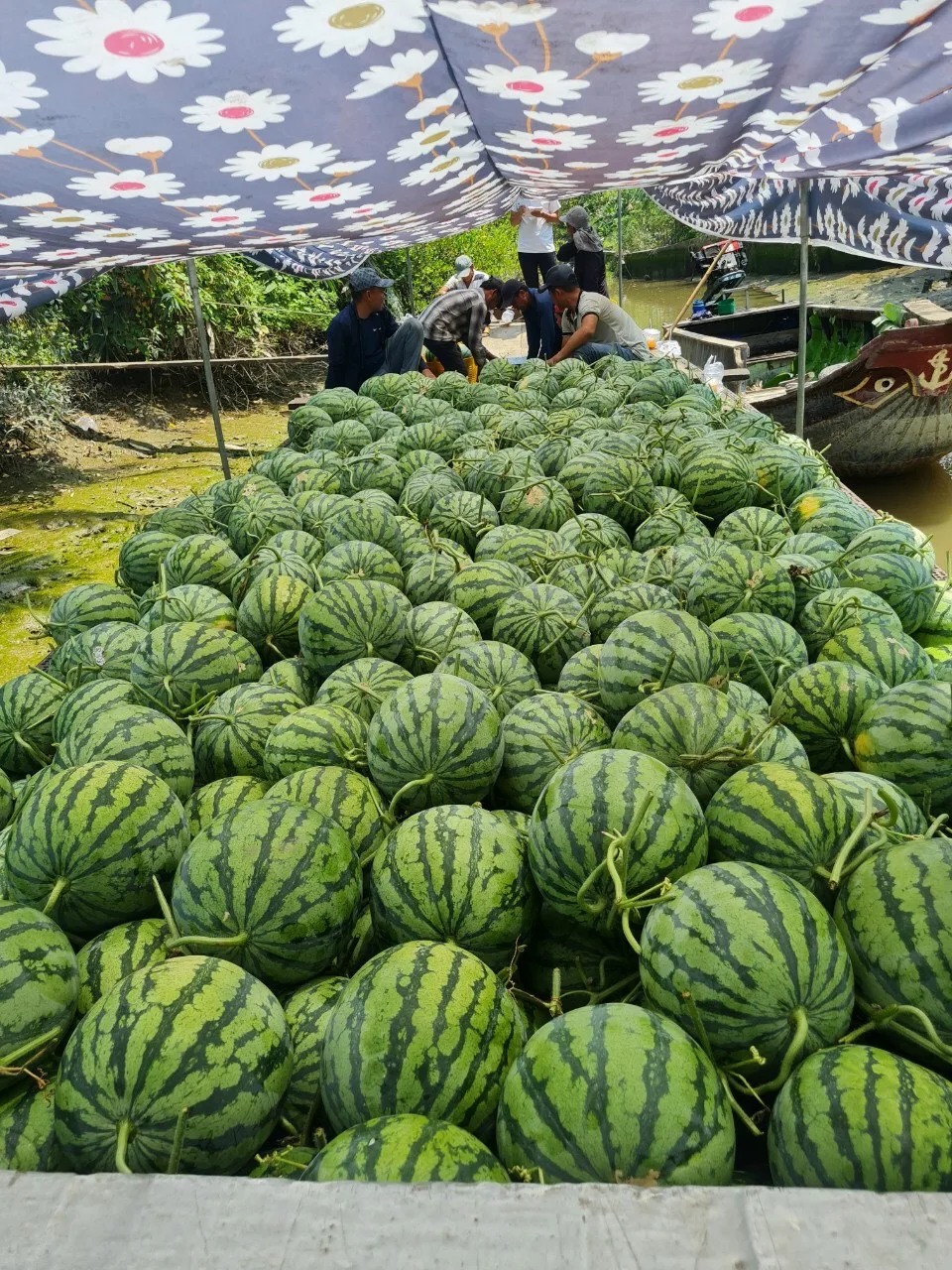 fresh Seedless watermelon wholesales best selling natural sweetness high quality Vietnam export