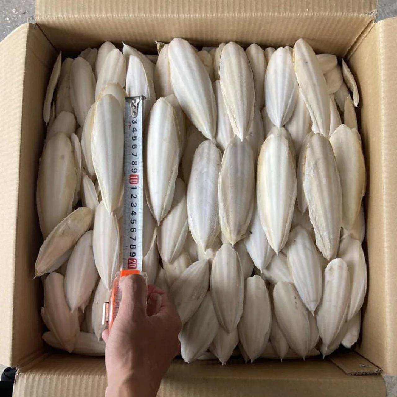 BEST PRICE CUTTLEFISH BONE Natural White Dried Bird Food Squid Cuttlebone for Bird Nutrition Supplement Cuttle fish Bones