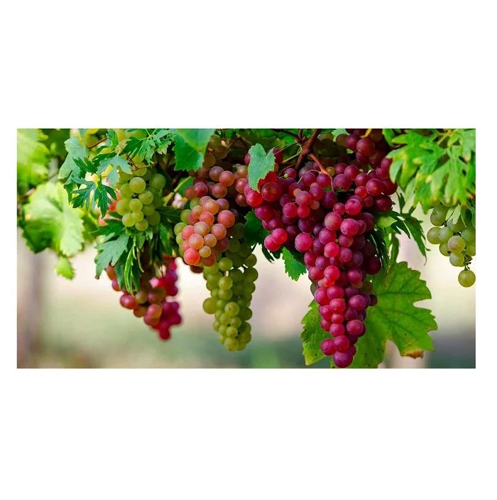 Grapes Sweet & Seedless Natural Green Grapes with Rich Vitamins Produced in France