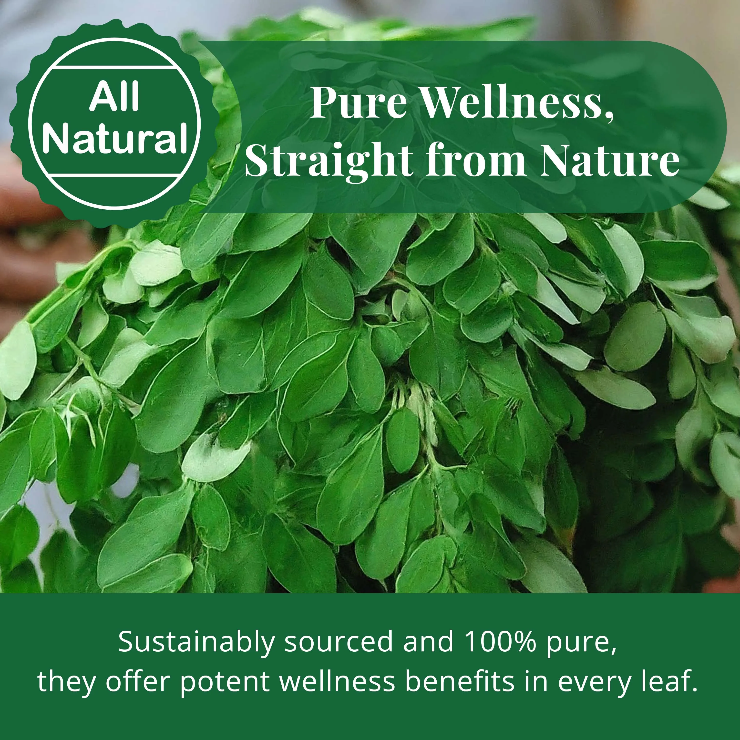 Fresh moringa leaves