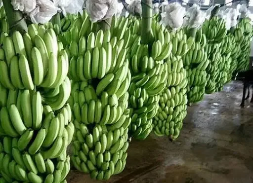 2023 оптовая продажа хорошее качество конкурентоспособная цена вкусный вкус Свежий Кавендиш Банан