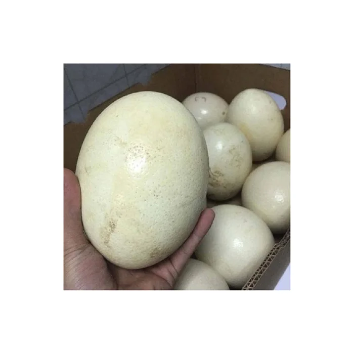 Продажа страусиных яиц/продажа плодородных страусиных яиц и страусиных птенцов