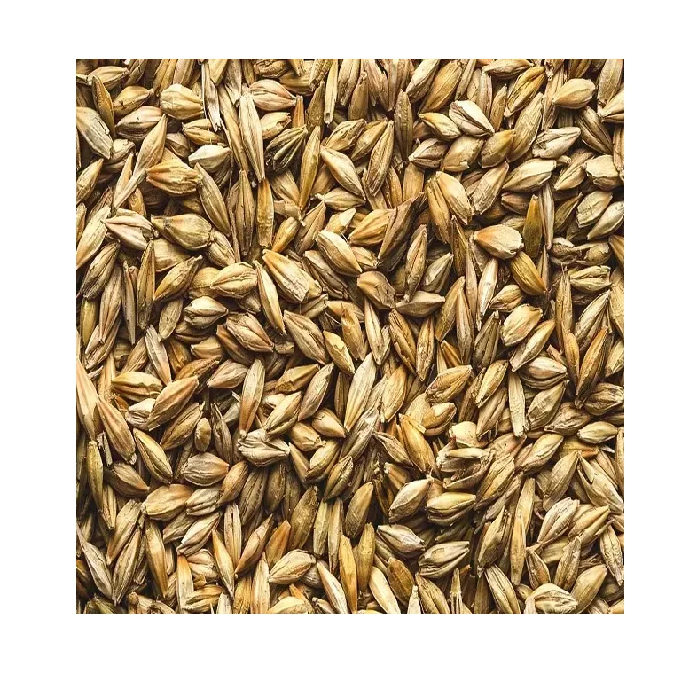 Высококачественное Ячменное Зерно для экспорта, ячмень солода