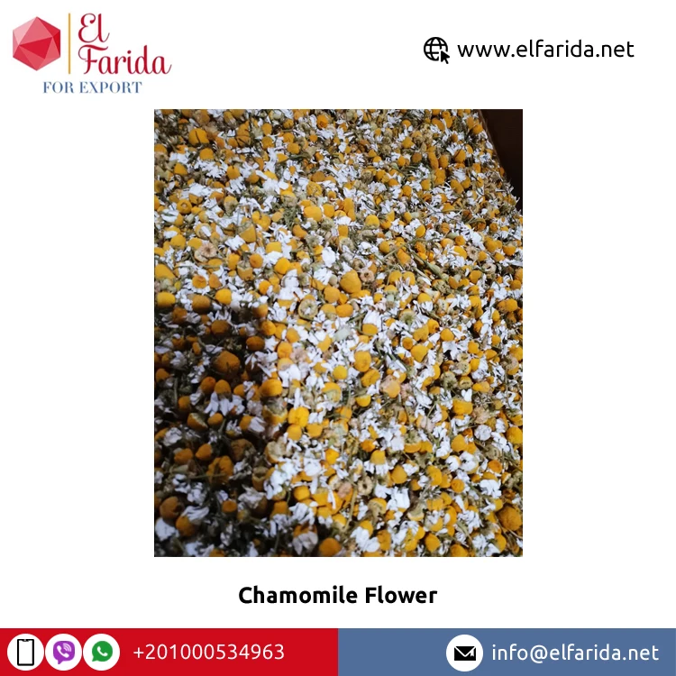 Wholesale Price Top Quality High Nutritious Yellow and White Dried Chamomile Flower Petals TBC Flavor Tea for Bulk Purchase