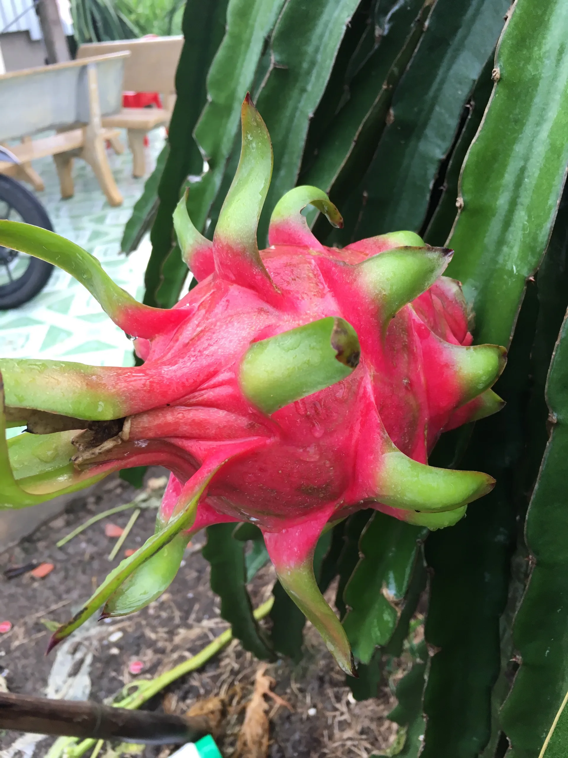 Fresh Dragon Fruit from High Quality and Competitive Price for Export 2020 Red White Style Organic