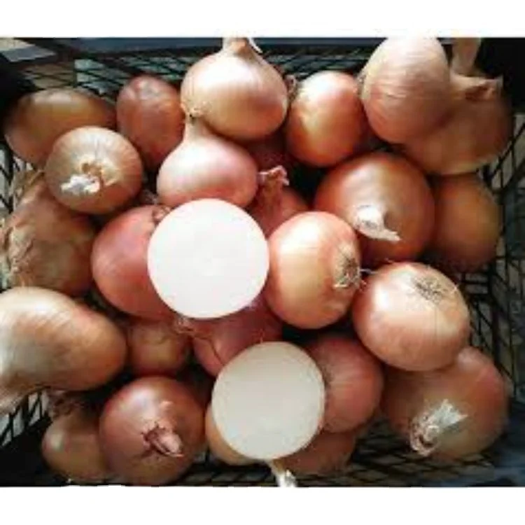 50mm Onion Golden Onion Fruits in 30Kg Net Mesh Bag Packing