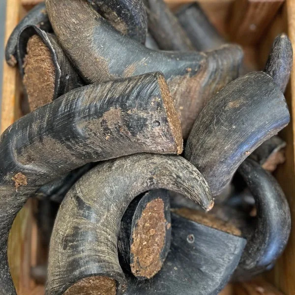 All-Natural Buffalo Horn Dog Chew - Long Lasting ... Dog Chew Pet Toys Buffalo horn for Loving pet Food dog chew