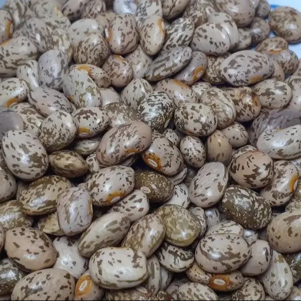 Factory Direct Sale: High-Quality 2024 Pinto Beans, All Sizes Available Premium Quality Bulk Quantity