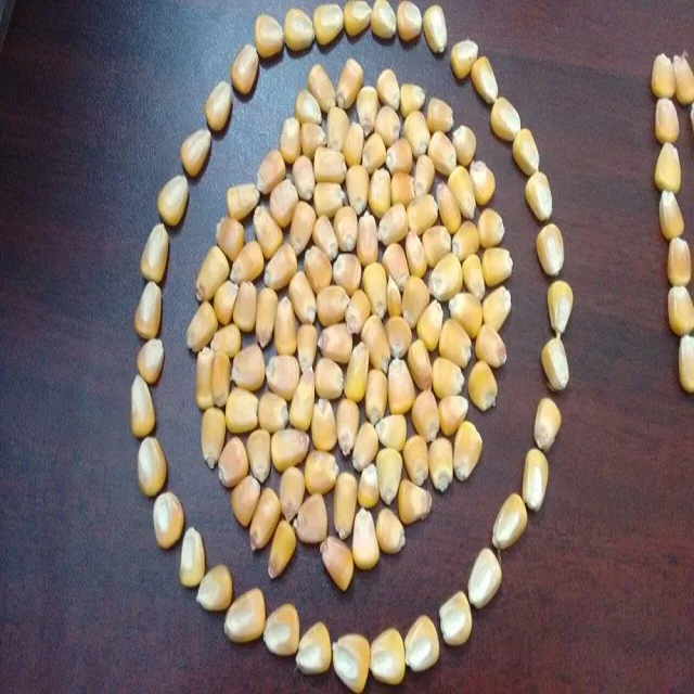 Super quality Dried Yellow Corn For Animal Feed ready for sale from India