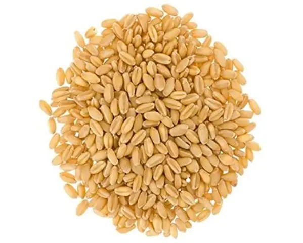 Top Quality Pure Organic Whole Wheat Grains For Sale At Cheapest Wholesale Price
