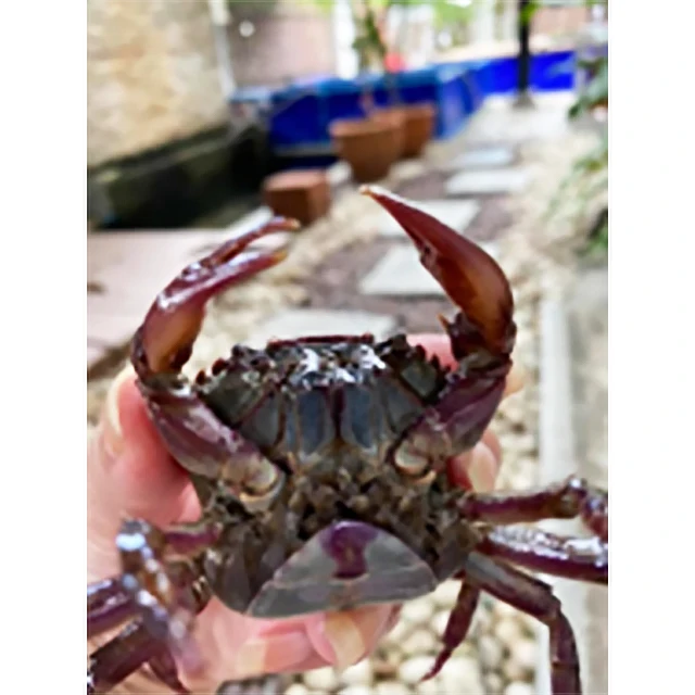 Khun Sa Fermented Crab Sauce Fermented Crab Sauce Mix Food 12 Bottles/Pack High Quality Products from Thailand