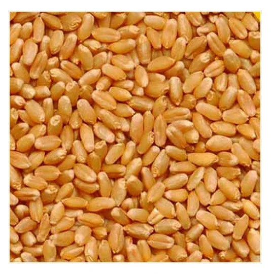 Hot Selling Price Of Organic Whole Wheat Grains In Bulk Quantity