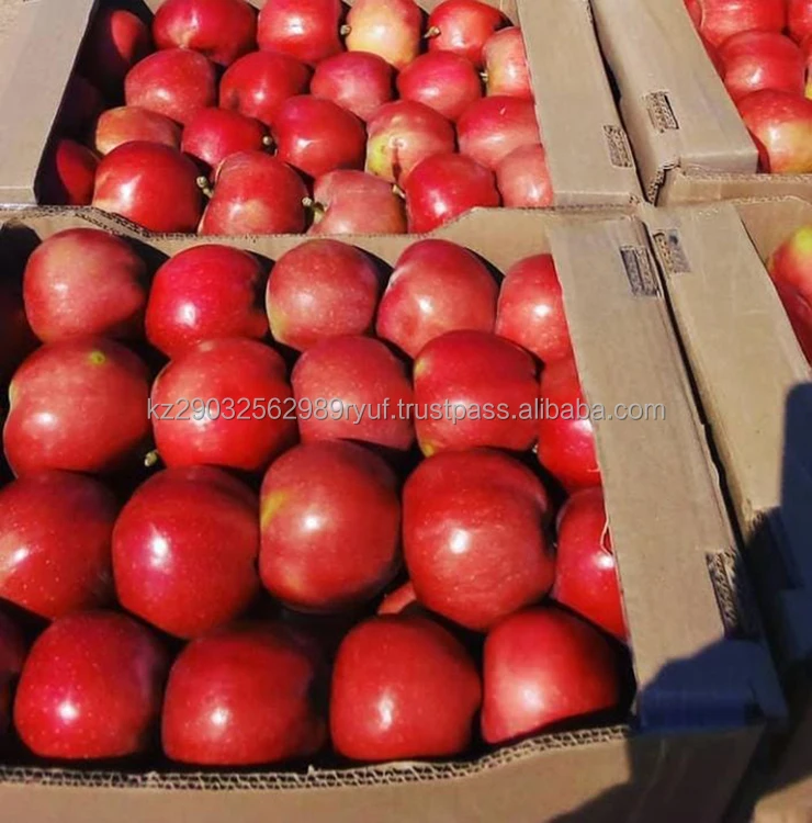 Natural apples are perfectly stored and remain juicy and fresh for a long time neat regular shape