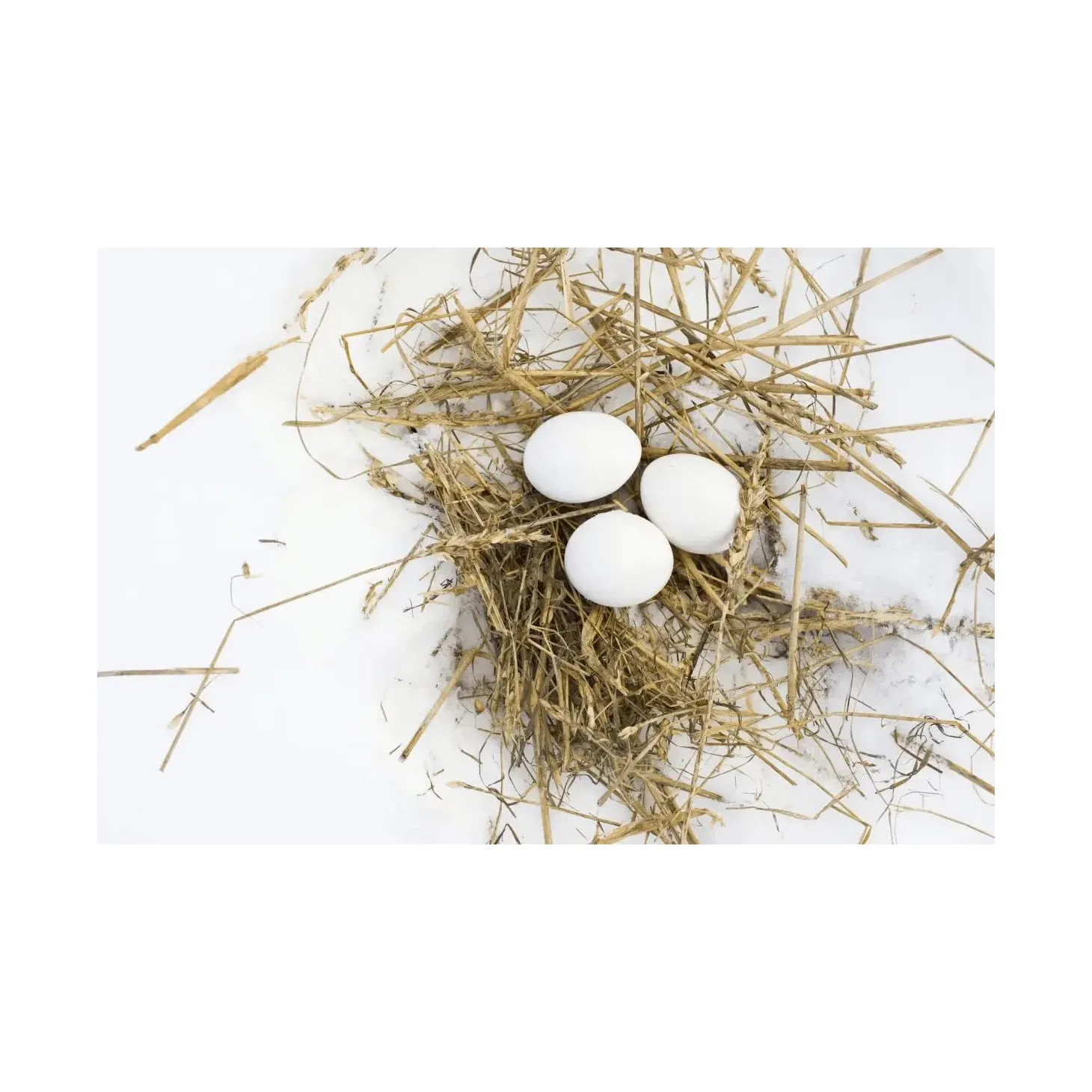 Farm Fresh Chicken White Shell White Supplier of Fresh Protein Rich Farm Chicken Eggs
