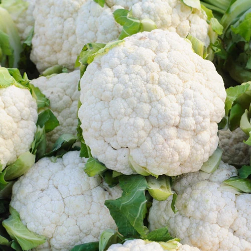 Skywalker цветная капуста для продажи