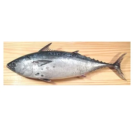 Cheap Price Supplier From Germany IQF belted bonito/striped tuna frozen bonito fish size 1-2kg At Wholesale Price
