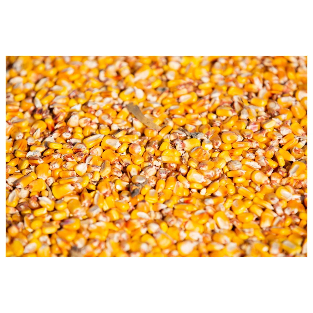 Corn Yellow Maize Dried Yellow Corn Popcorn Corn