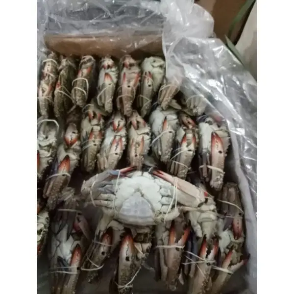 Frozen Seafood/Blue Crab/Bulk Frozen Three Spotted Crab Ready