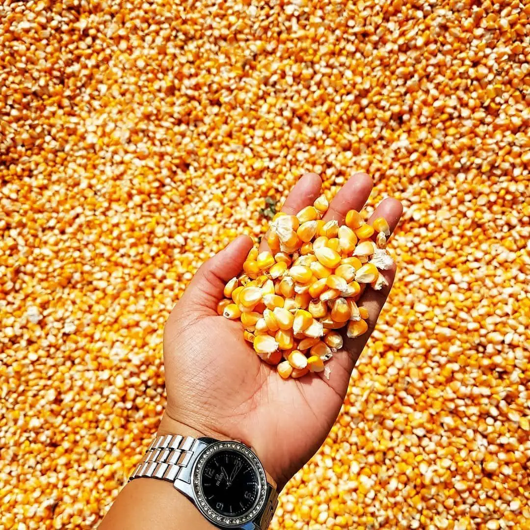 Wholesale Dried Red Corn Available at good prices Buy Dried Corn for Pop Corn Beer Making at cheap prices Buy