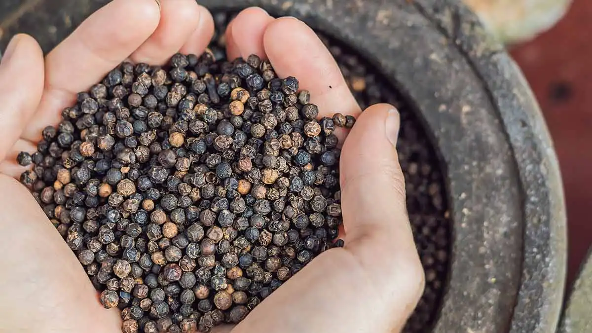 Super Quality Herbs and Spice Black Pepper for Cooking Available at Wholesale Price  from Indian Exporter