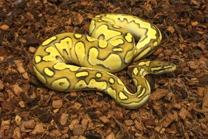 Premium Coco Husk Chips 5 kg block great for orchids pet beds snake reptile bedding hydroponic expands upto 70 to 75 liters