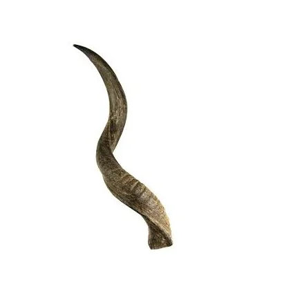 Classic Sheep Holder Shofar and Goat Horn Polished Lamb Customized Size Ram Horn Shofar Exciting Best Selling