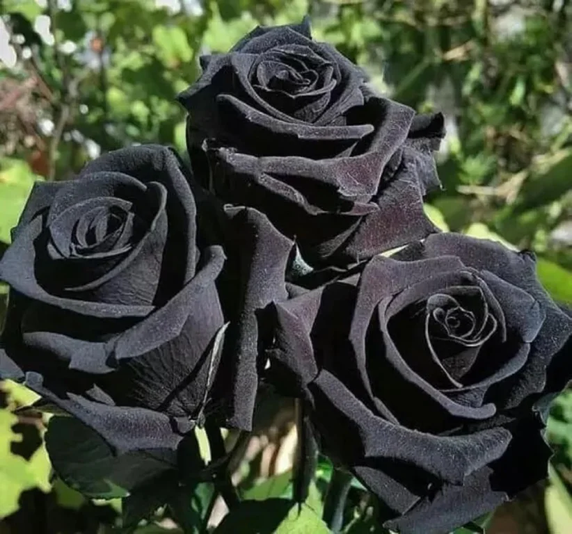 Best Offers Black Rose with Pure Naturally Made Decoration Uses Black Rose Customized Packing Available For Sale