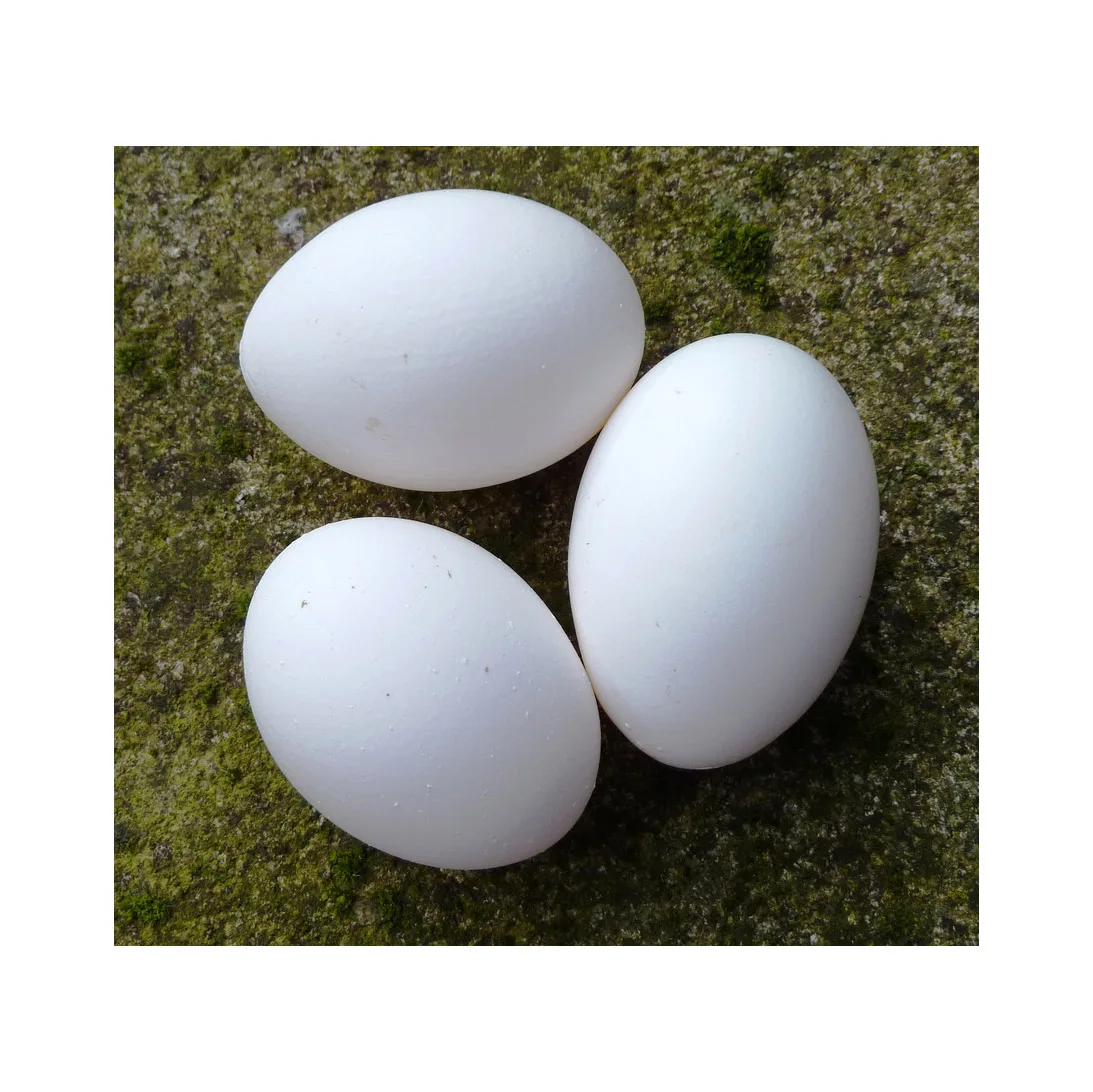 Farm Fresh Chicken Table Eggs / White Supplier of Fresh Protein Rich Farm Chicken Eggs Fresh Table Eggs White Farm