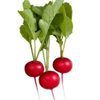 New crop fresh radish