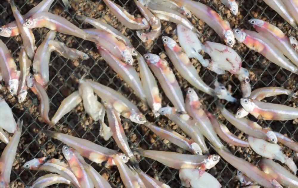 Dry seafood Dried Salted Anchovy 100% organic from Vietnam For Sale OEM Service With Vacuum Pack