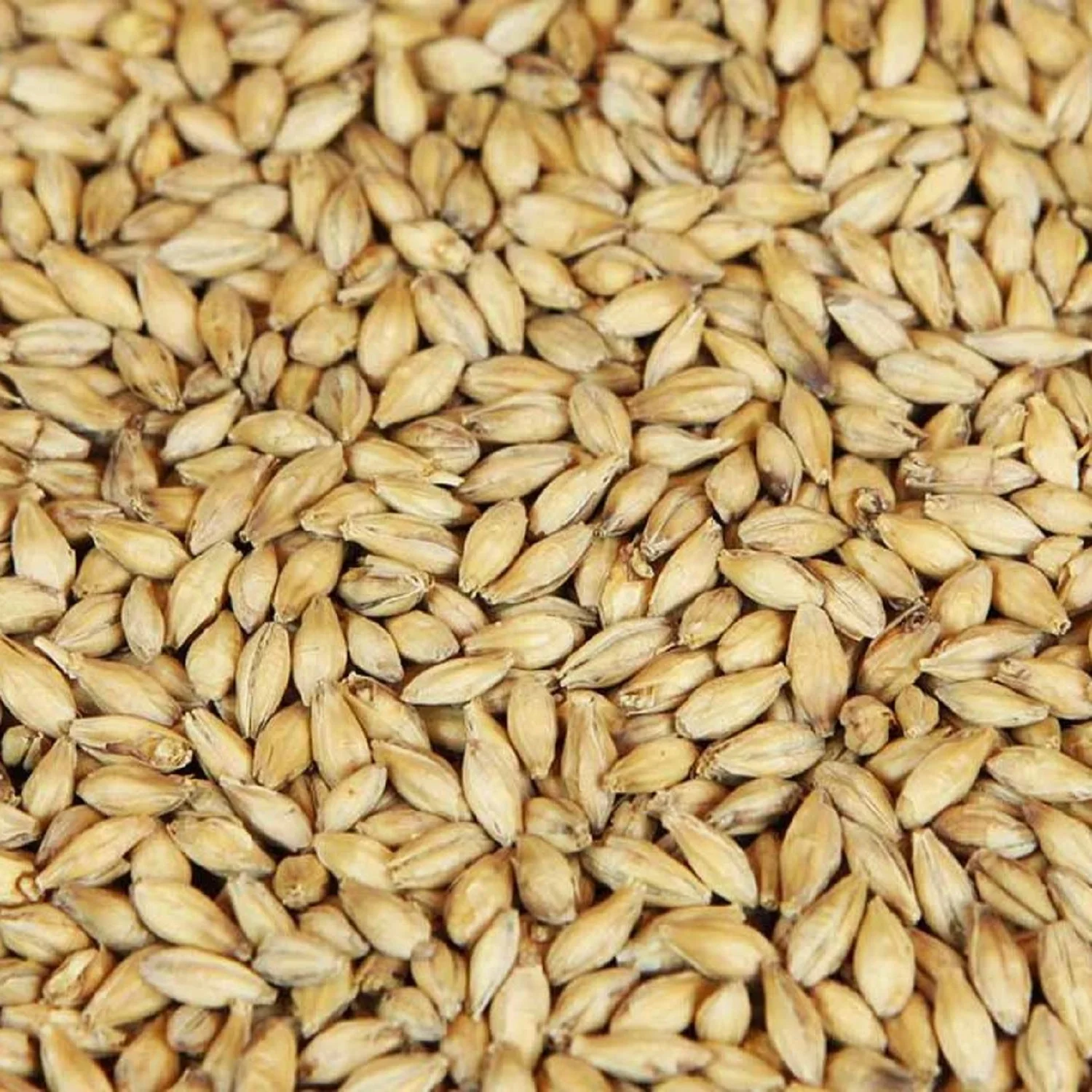 Barley for Sale, Feed Barley and Barley Seeds for sale, High quality Barley Grains for animal feed/Bulk barley Grains