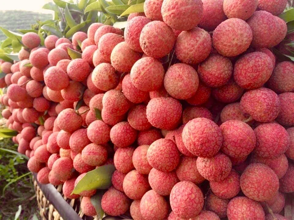 Fresh Lychee Grade 1 | Vietnam Lychee